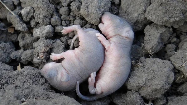 自然界の灰色の地面に2匹の小さなネズミが横になって横になって寝ています — ストック写真