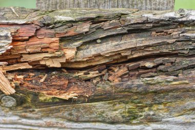 Eski bir tahtanın çürümüş ahşap parçasının kahverengi ahşap dokusu.