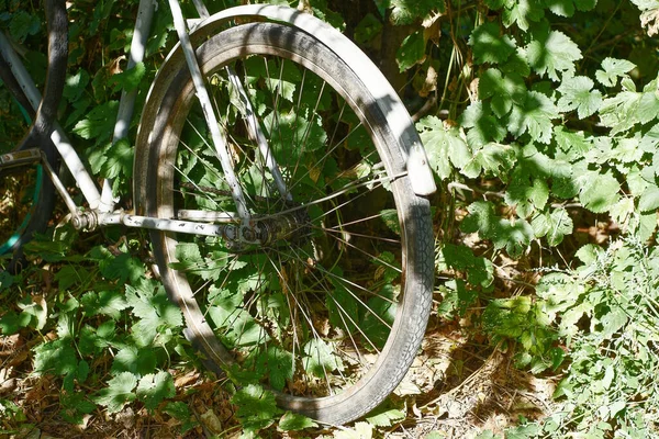 Bir yaz parkında yeşil çimlerde gri bir ağacın yanında eski bir beyaz bisiklet duruyor.