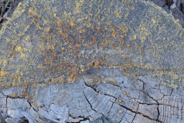 Kuru bir ahşap kütüğün üzerindeki kesiklerin kahverengi ahşap dokusu.