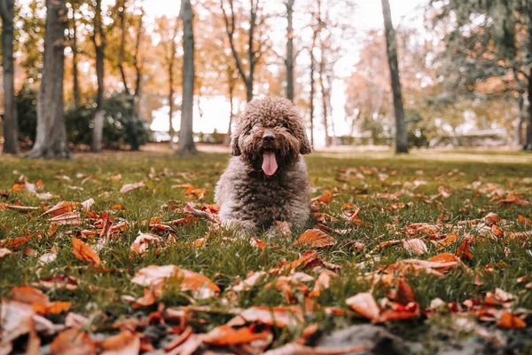 Een Prachtige Spaanse Waterhond Liggend Grond Terwijl Hij Naar Camera Stockafbeelding