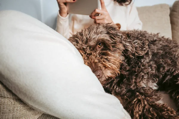 Een Prachtige Spaanse Waterhond Die Thuis Ligt Terwijl Hij Naar Stockfoto