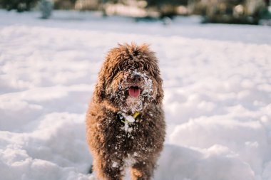 A beautiful brown Spanish water dog having fun in the snow. It's standing up in the park with its snout covered with snow while waiting patiently. Concept of dogs enjoying the snow. clipart