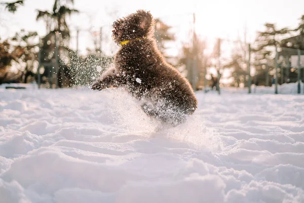 Selective Focus Brown Spanish Water Dog Having Fun Snowy Park — Stock Photo, Image