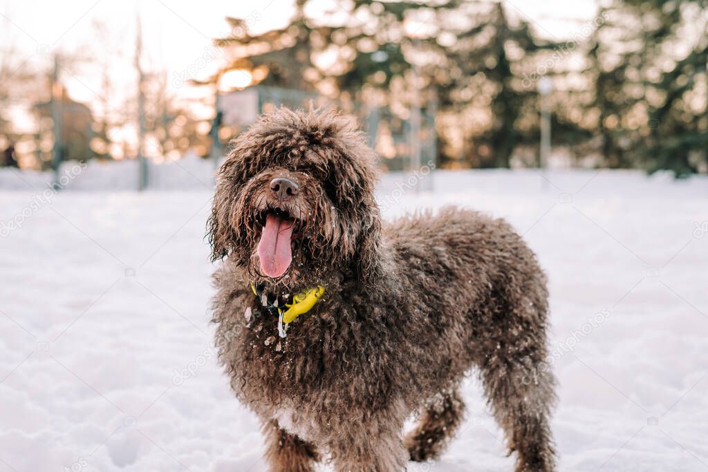 A brown beautiful Spanish water dog looking at the camera in a snowy day. The doggy has its tongue out and it's very wet because of the snow. Portrait of dogs in the nature concept