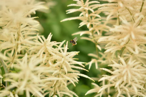 Bumblebee bitkiler arasında uçar