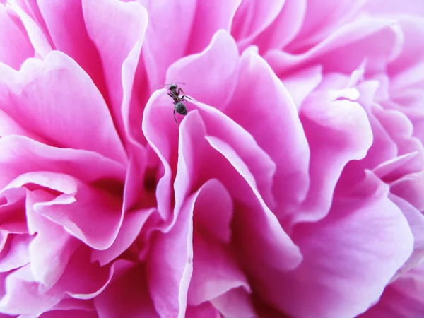 Bir çiçeğin üzerinde sürünen karınca