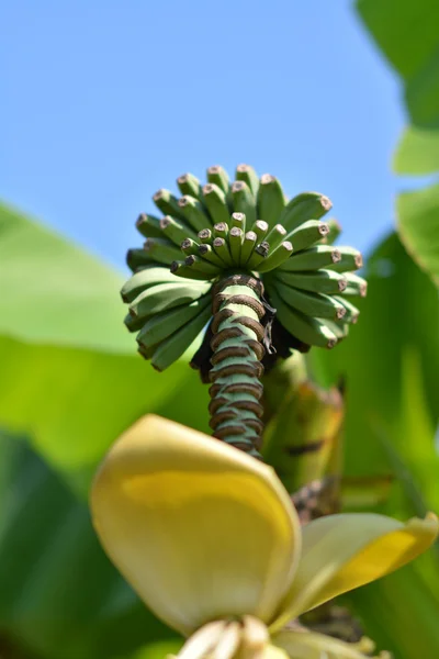 Küçük muz palmiye ağacı üzerinde
