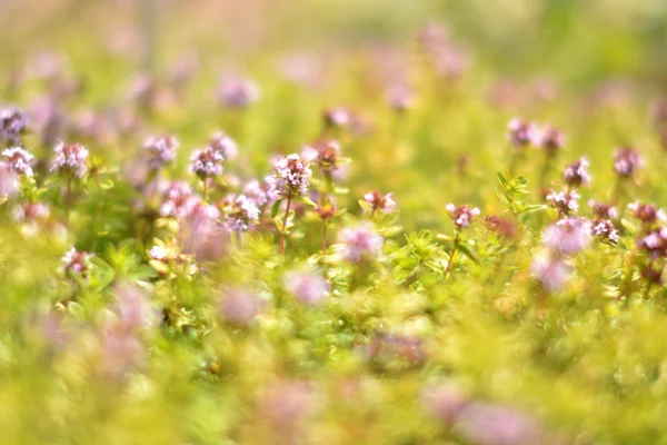 Çayırda büyüyen çiçek