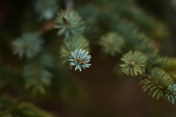 Köknar dallarda arka plan bulanıklık