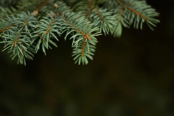 Köknar dallarda arka plan bulanıklık