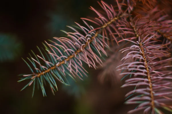 Köknar dallarda arka plan bulanıklık