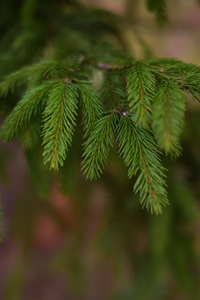 Köknar dallarda arka plan bulanıklık