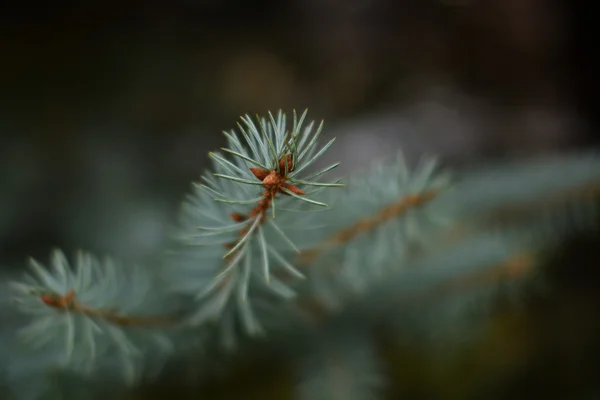 Köknar dallarda arka plan bulanıklık
