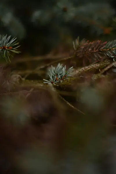Köknar dallarda arka plan bulanıklık