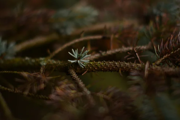 Köknar dallarda arka plan bulanıklık