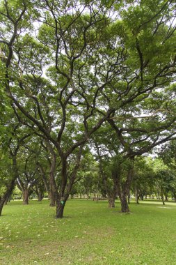 Güzel parkta yeşil ağaçlar