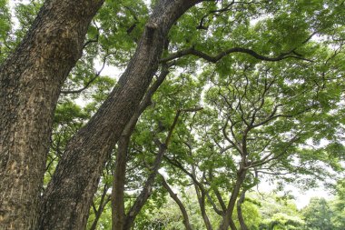 Güzel parkta yeşil ağaçlar