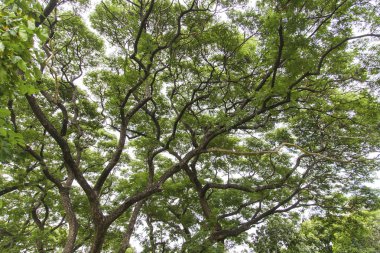 Güzel parkta yeşil ağaçlar
