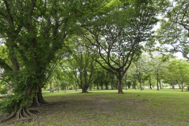Güzel parkta yeşil ağaçlar