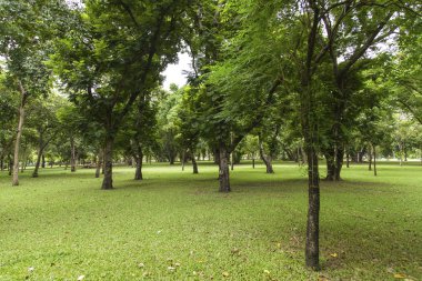 Güzel parkta yeşil ağaçlar