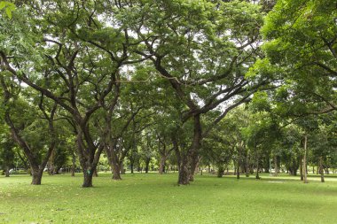 Güzel parkta yeşil ağaçlar