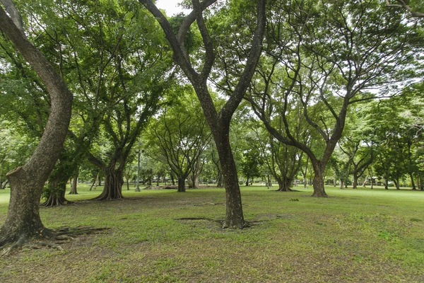 Árboles verdes en hermoso parque —  Fotos de Stock