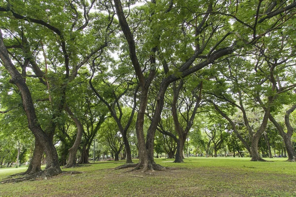 Green trees in beautiful park — Stock Photo, Image