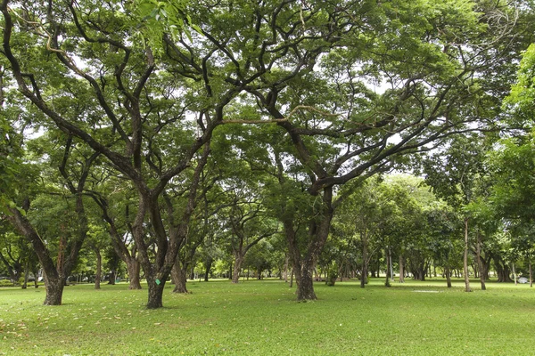 Gröna träd i vacker park — Stockfoto