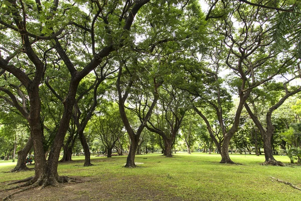 Alberi verdi in un bellissimo parco — Foto Stock
