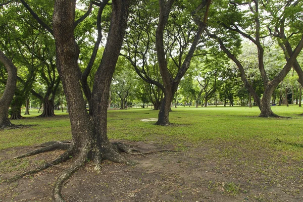 Gröna träd i vacker park — Stockfoto