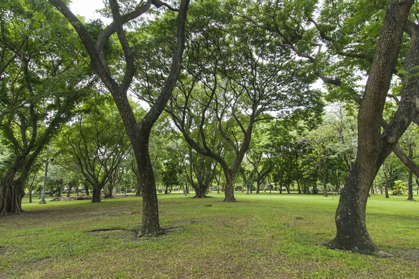 stock image Green trees in beautiful park