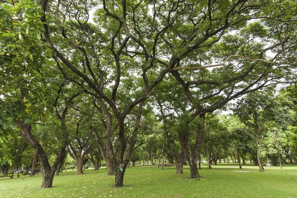 Groene bomen in prachtig park — Stockfoto