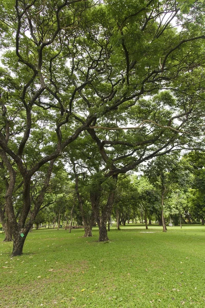 Arbres verts dans un beau parc — Photo