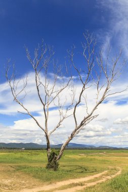 ölü ağaç manzara