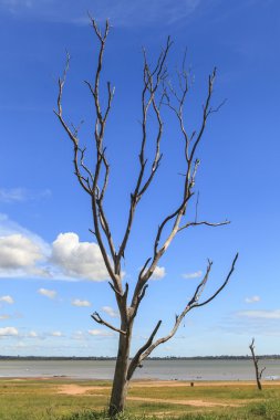 ölü ağaç manzara