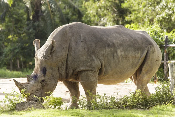 Rhino in the zoo — Stock Photo, Image