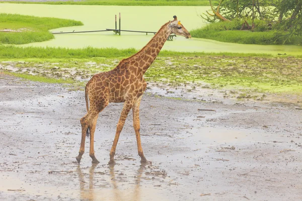 Girafa no Zoológico Aberto — Fotografia de Stock