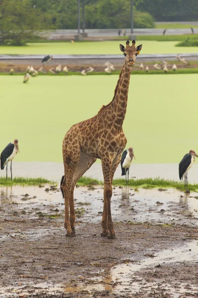 Açık hayvanat bahçesinde zürafa — Stok fotoğraf