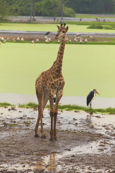 Žirafa v otevřené Zoo — Stock fotografie