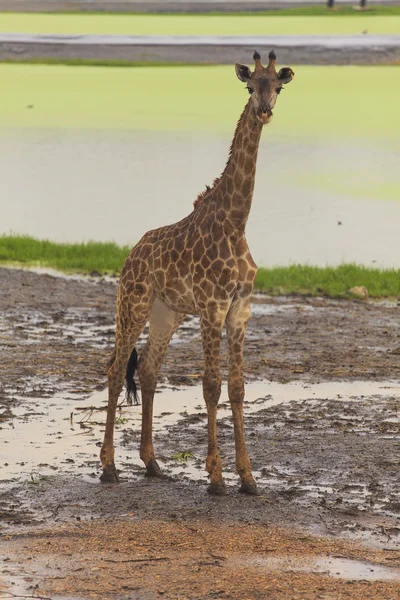 Zsiráf az állatkertben nyitott — Stock Fotó