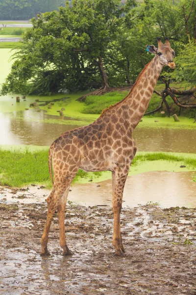 Žirafa v otevřené Zoo — Stock fotografie