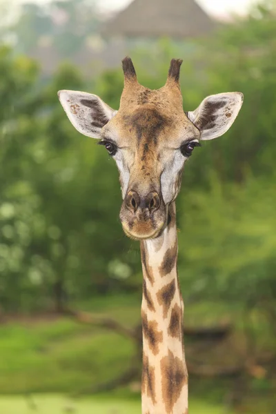 Giraffe im offenen Zoo — Stockfoto