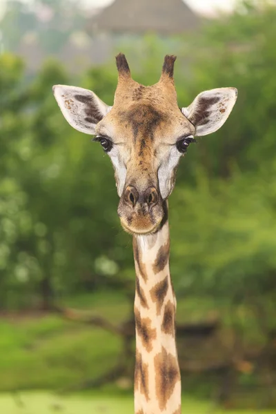 Giraffe im offenen Zoo — Stockfoto