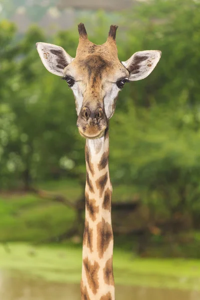 Giraffa allo zoo aperto — Foto Stock