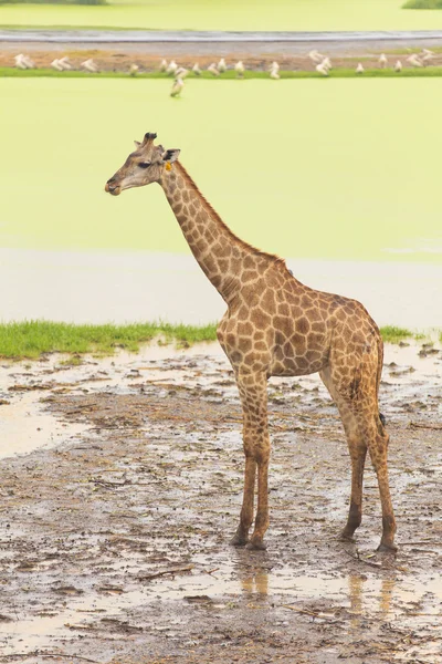 在开放的动物园里的长颈鹿 — 图库照片