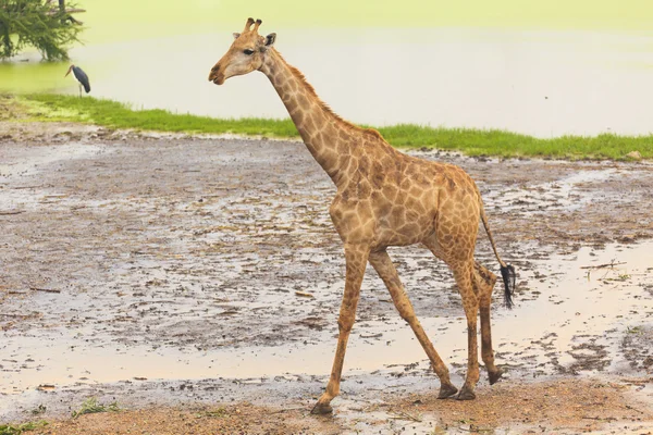 Girafa no Zoológico Aberto — Fotografia de Stock