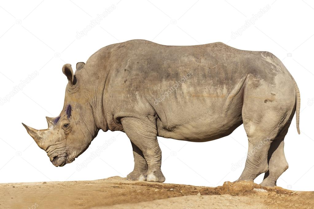 Rhino in the zoo