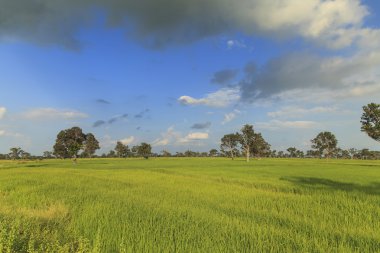 Mavi gökyüzünün altındaki pirinç tarlası