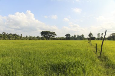 Mavi gökyüzünün altındaki pirinç tarlası